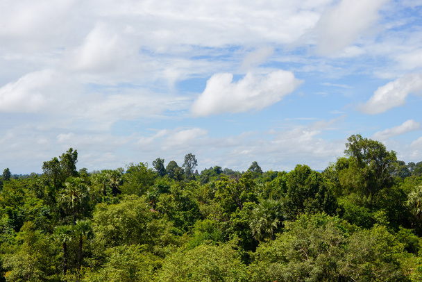 kijken naar de bos en blauwe hemel vanaf een hoge positie - Foto, afbeelding