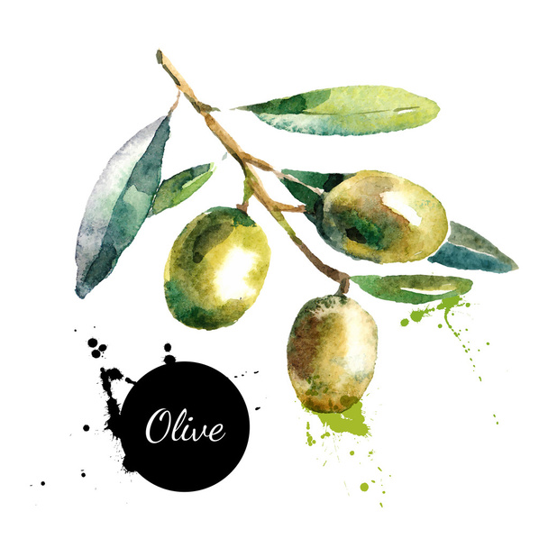 Hand drawn watercolor  olives - Vector, Image