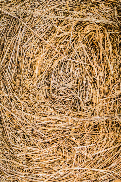 Dry hay closeup image as natural background.Black and white. - Photo, Image