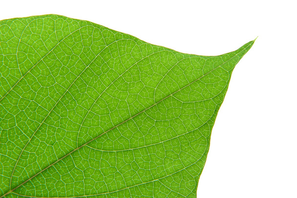 Leaf macro - Foto, Bild