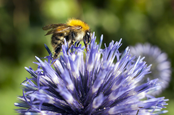 крупним планом джмельна бджола на фіолетовому будяку
 - Фото, зображення