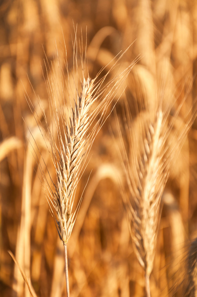美しいゴールデン小麦 - 写真・画像
