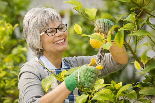 Taking care of lemon tree - Foto, imagen