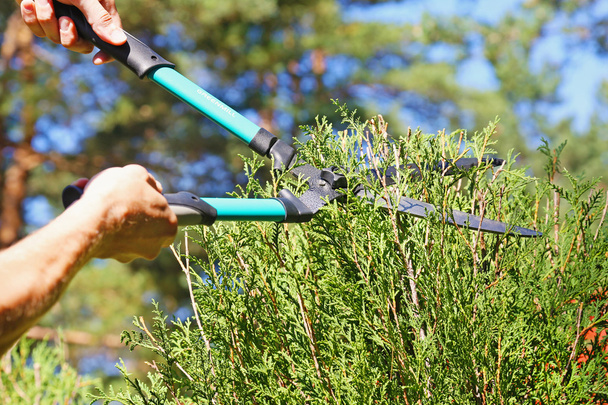cutting a hedge with garden shears - 写真・画像