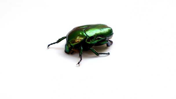 Arthropods, insect scarab gold bronzova closeup  - Photo, Image