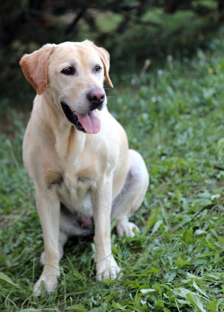Labrador pes s jeho jazyk visí v louce - Fotografie, Obrázek