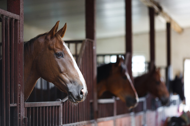 Cavalos no estábulo - Foto, Imagem