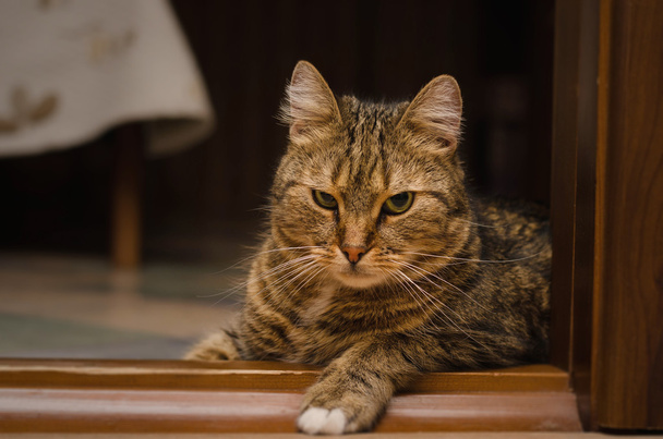 Güzel gözlü komik Gri kedi. - Fotoğraf, Görsel