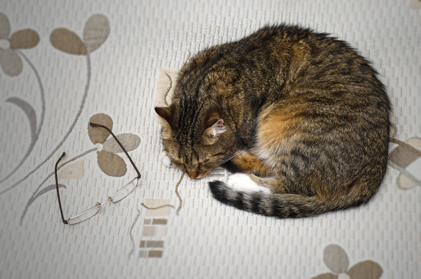 Gato cansado dormindo na cama, enrolado em uma bola
 - Foto, Imagem