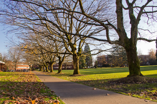 Herbstbäume und Blätter auf dem College-Campus - Foto, Bild