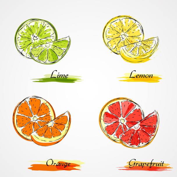 Vector citrus fruits - Vector, Image