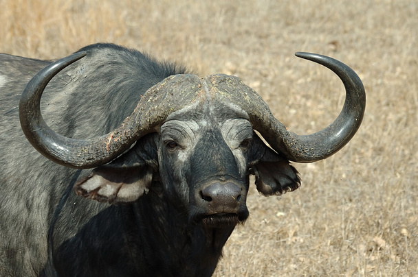 Retrato de Cape buffalo
 - Foto, imagen