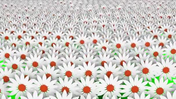 Abstraktní bílé květy v řádcích - Záběry, video