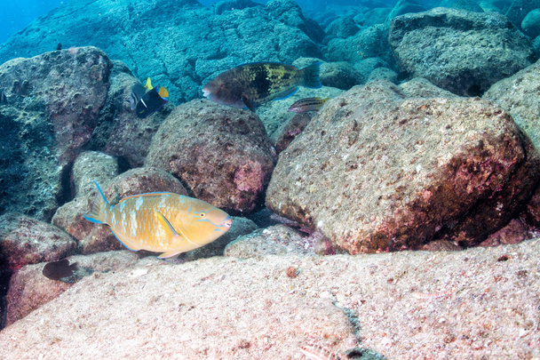 Papegaaivis onderwater close-up - Foto, afbeelding