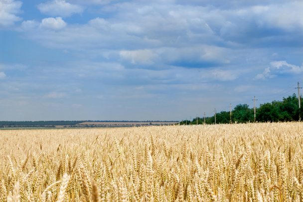 Golden wheat field. - Photo, Image