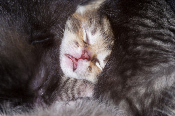 Sleeping kitten - Photo, Image