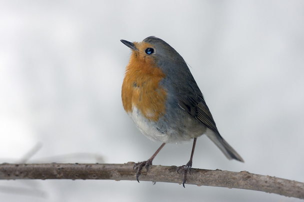 small robin - Photo, Image
