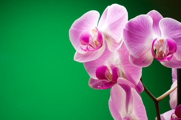Lila orchideje - Fotografie, Obrázek