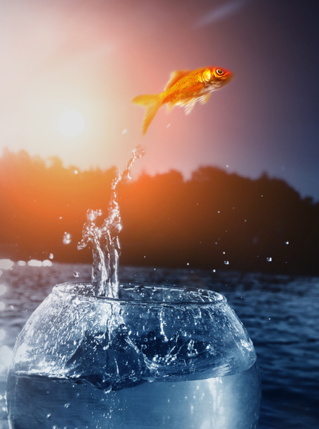 金魚が水から飛び降りる - 写真・画像