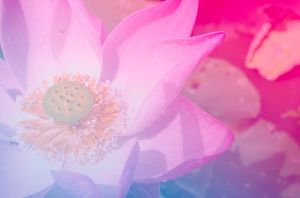Прекрасний лотос з кольоровим фільтром
 - Фото, зображення