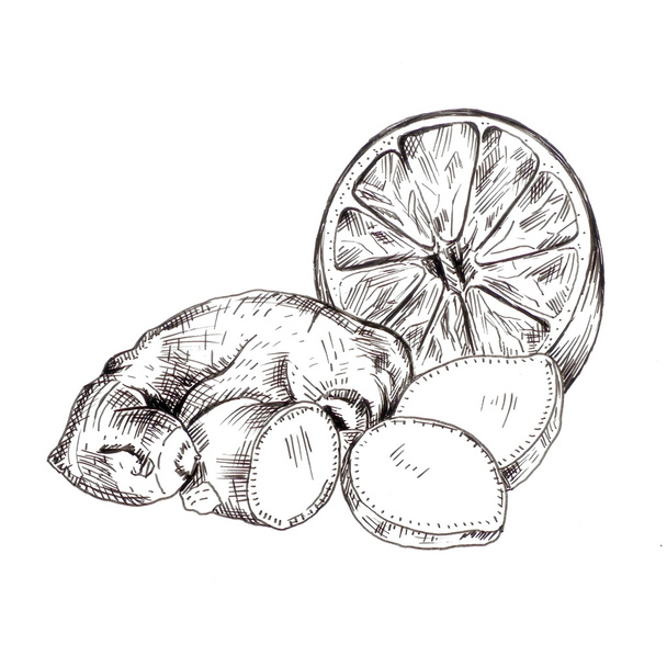Ginger root and lemon ink sketch - Φωτογραφία, εικόνα