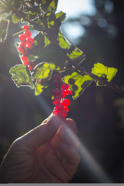 Käsin poimii punaherukan hedelmät oksalta
 - Valokuva, kuva