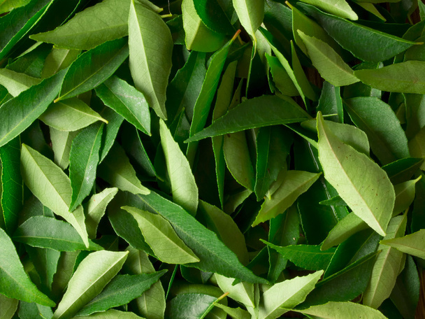 Curry leaves - Фото, изображение