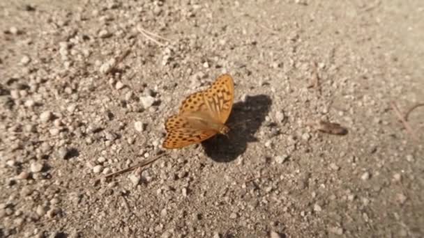 oranžová skvrnitá motýl na kamenité zemi v jasném slunci - Záběry, video