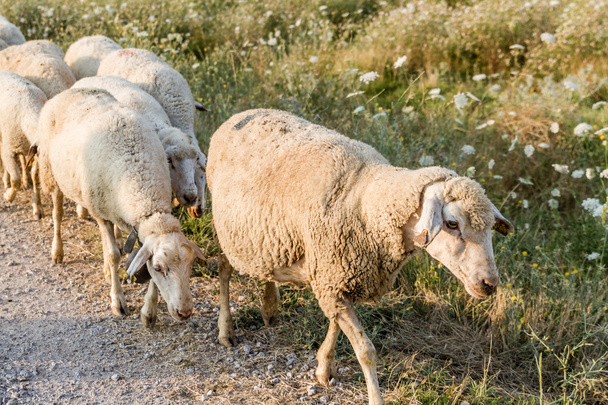 Stádo ovcí pasoucích se - Fotografie, Obrázek