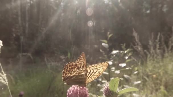 skvrnitý hnědý motýl na slunci na růžovém jeteli v lese zblízka - Záběry, video