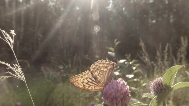 skvrnitý hnědý motýl na slunci na růžovém jeteli v lese zblízka - Záběry, video