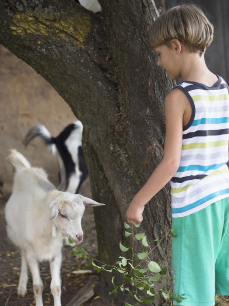boy feeding little goat - Foto, immagini