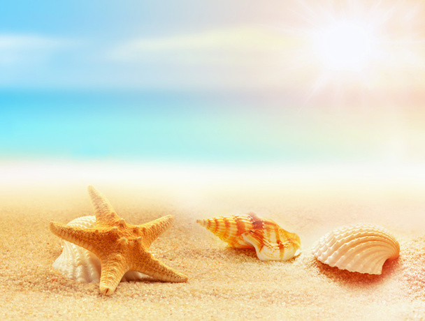 Tengeri csillag és a tengeri kagylókból a strandon. Nyári idő - Fotó, kép
