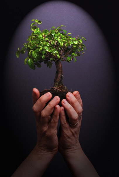 Plant in hands - Photo, Image