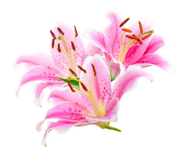 Bouquet graceful oriental lilies. isolated. A series of photos. - Photo, Image