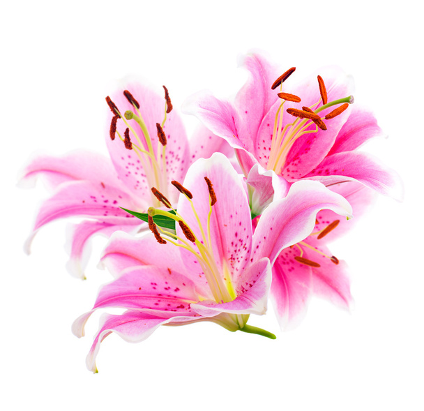 Bouquet anmutige orientalische Lilien. Vereinzelt. eine Reihe von Fotos. - Foto, Bild