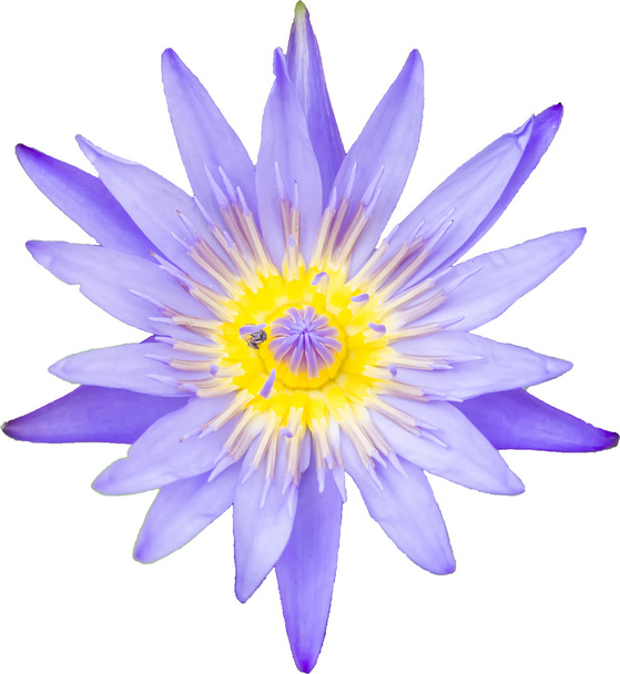 фіолетовий Лотос
 - Фото, зображення