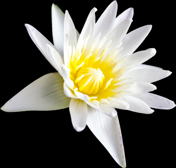 Белый лотос
 - Фото, изображение