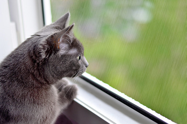 Dark-grey cat is looking at the rain through the window - Fotografie, Obrázek
