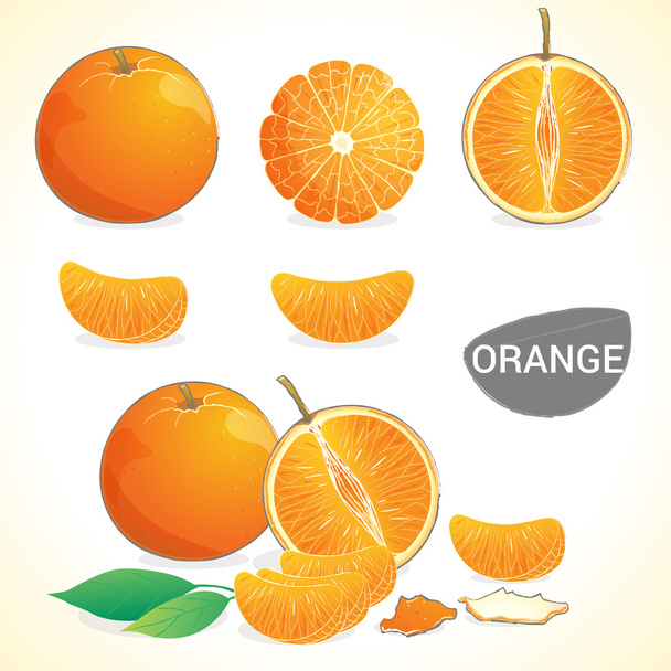 Set of oranges with leaf in various styles - Vektori, kuva