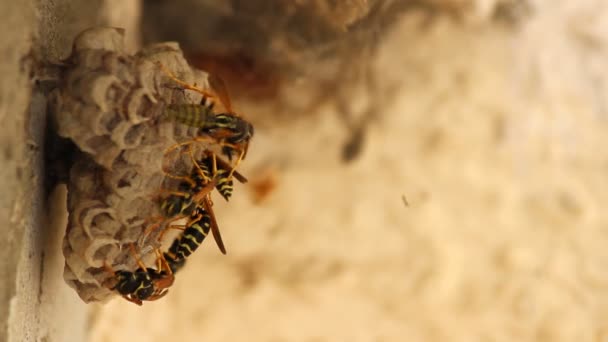 スズメバチの巣 - 映像、動画