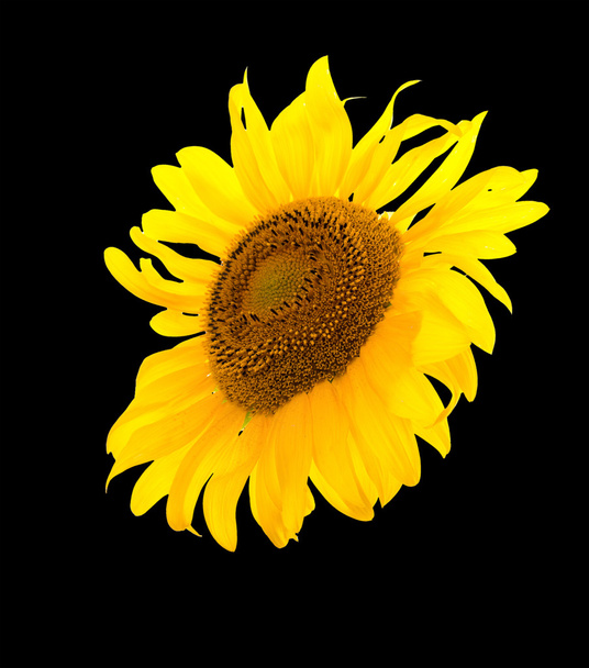 Sunflower isolated. A series of images of sunflowers. - Foto, Imagem