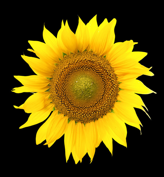 Zonnebloem geïsoleerd. Een reeks van beelden van zonnebloemen. - Foto, afbeelding