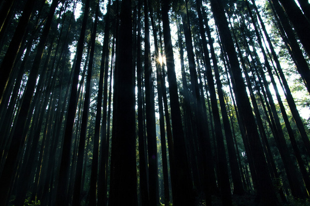 Cypress les a přírodní světelného paprsku - Fotografie, Obrázek