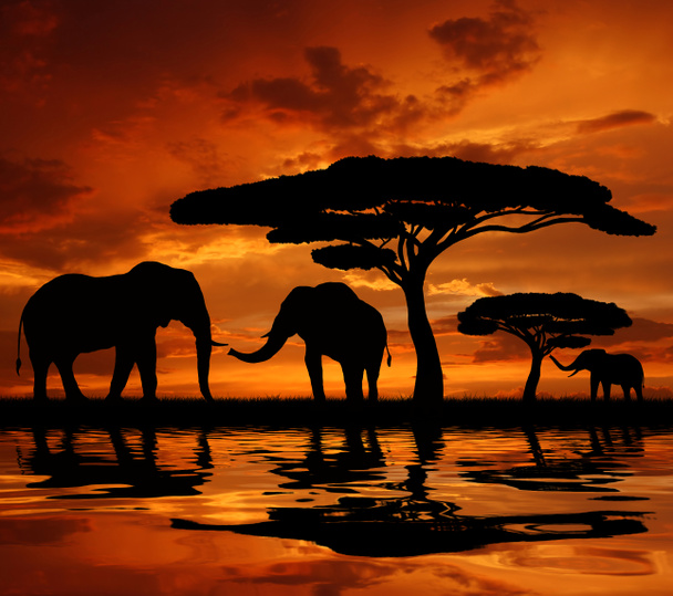 Silhouette deux éléphants
 - Photo, image