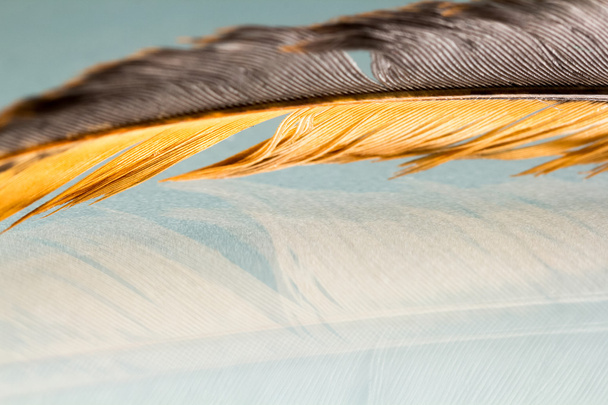 Colorful rooster feather with details and reflexions - Foto, afbeelding