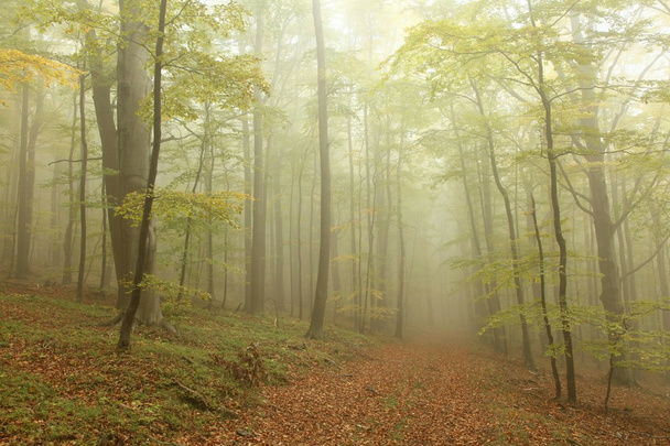 霧のブナ林 - 写真・画像