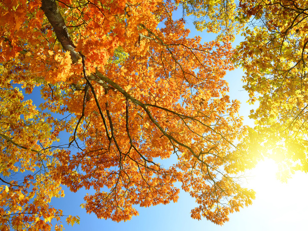 Herbstbäume - Foto, Bild