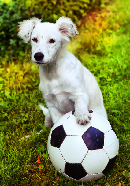  puppy with black and white ball  - Foto, Imagem