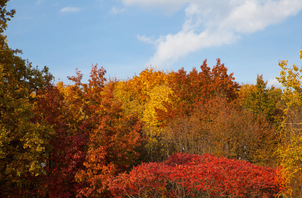 Autumn landscape - 写真・画像